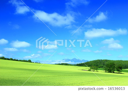 Early morning wheat fields 16536013