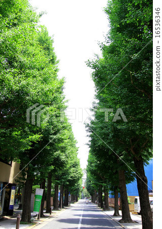Namiki Gakuen front row of trees 16536346