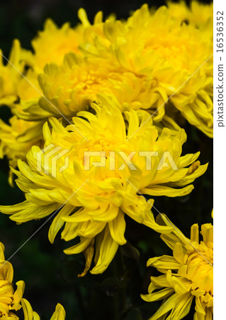 菊花 菊花 16536352