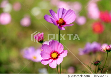 Pink Cosmos 16536467