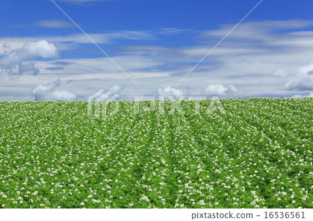 Hokkaido Biei-cho Potato field and flow cloud 16536561