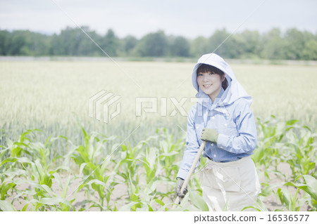 Agriculture girls Agriculture girls 16536577