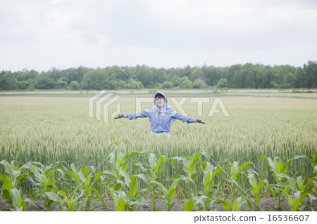 農業女孩 16536607