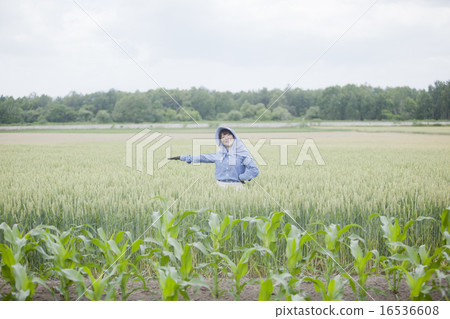 農業女孩 16536608