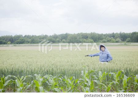 農業女孩 16536609