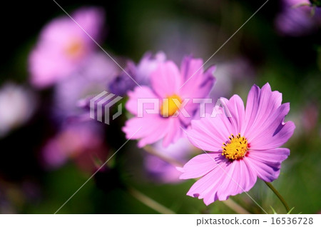 Pretty pink cosmos of two wheels 16536728