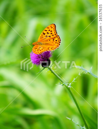 Python butterfly Python butterfly 16537635