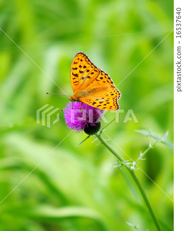 Python蝴蝶 16537640