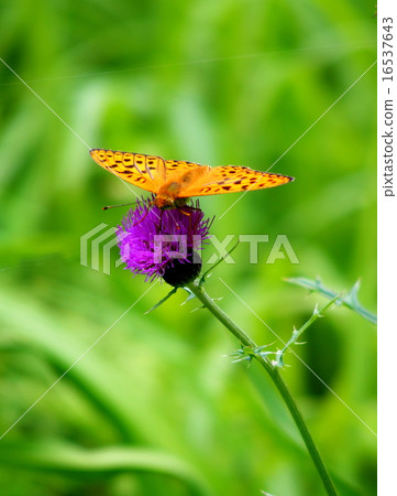 Python蝴蝶 16537643