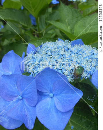 hydrangea hydrangea 16538368