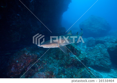 Shiroganigi sandtiger shark 16538464