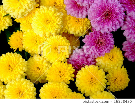 蓬蓬菊花 16538480