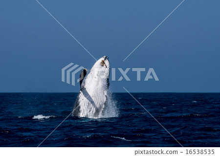 Bleaching consecutive 1/8 of humpback whale 16538535