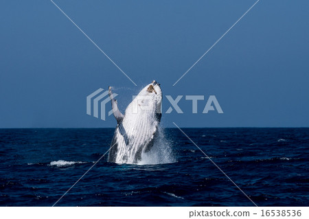 Bleaching consecutive 1/8 of humpback whale 16538536