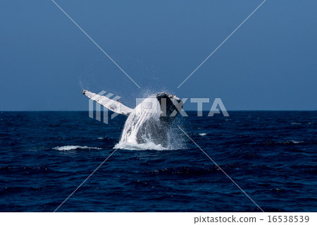 漂白連續1/8的座頭鯨 16538539