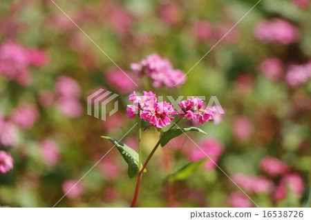 紅色蕎麥領域 16538726