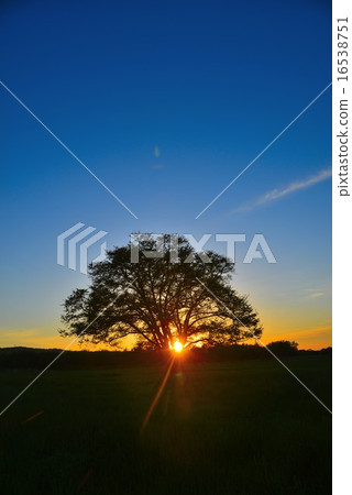 哈尼爾樹 16538751