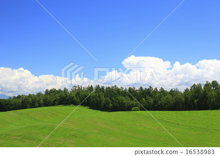 北海道美瑛町大草原和森林 16538983