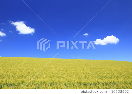 北海道美瑛鎮麥田和棉花雲 16538992