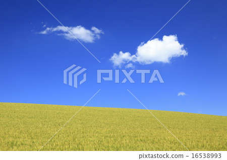 北海道美瑛鎮麥田和棉花雲 16538993