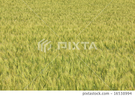 北海道美瑛町Eho 16538994