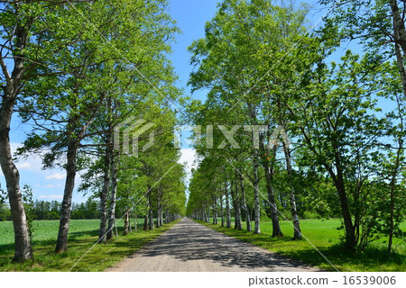 Shirakaba tree lined with Tokachi ranch 16539006