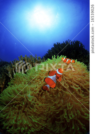 stock photo: clown anemonefish and sea anemones see all