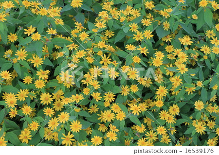 Wedelia trilobata flower textture background. 16539176