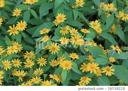 Wedelia trilobata flower textture background. 16539228