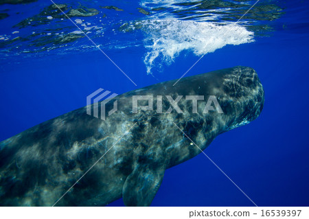抹香鯨 16539397