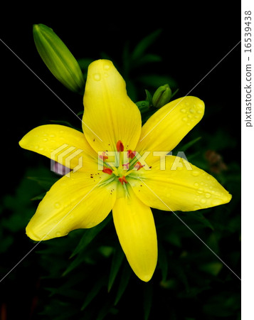 百合maculatum 百合maculatum 16539438