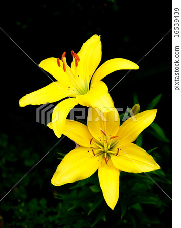 百合maculatum 百合maculatum 16539439