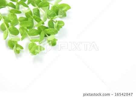 Mint leaves 16542847