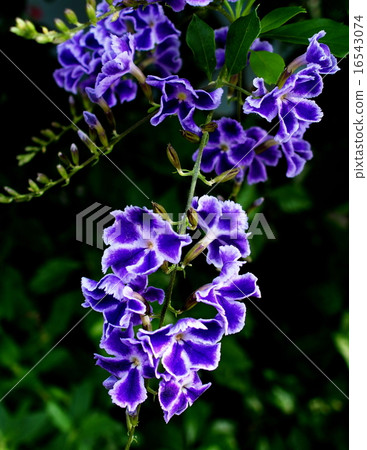 Duranta · Rep. 16543074
