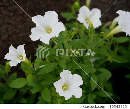 Petunia Petunia 16543213