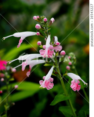 Salvia, Coxsinea, Coral Nymph 16543227
