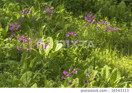 Tsubetsu-machi Nonno no Mori no Kinko 16543313