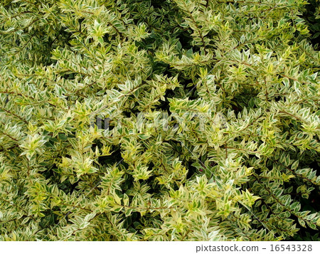 Silver prepet Silver prepet 16543328