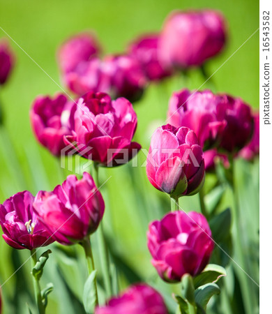 Bright tulips in the spring, small depth of sharpn 16543582