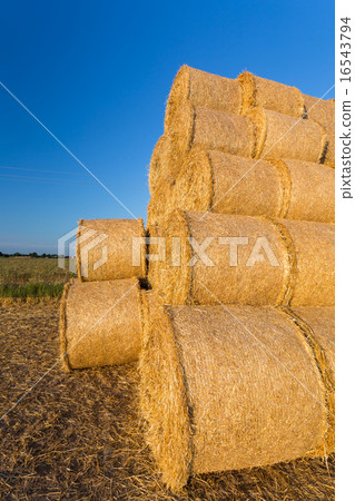 Piled hay bales on a field against blue sky Piled hay bales on a field against blue sky 16543794
