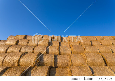 Piled hay bales on a field against blue sky Piled hay bales on a field against blue sky 16543796