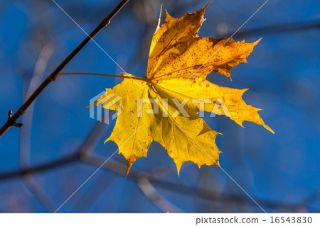 Autumn single yellow maple leaf 16543830