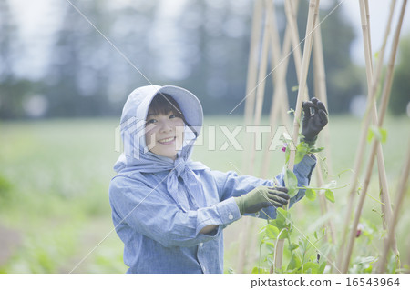 Agriculture women Agriculture women 16543964