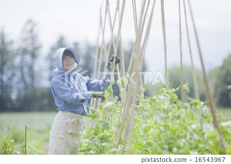 Agriculture women Agriculture women 16543967