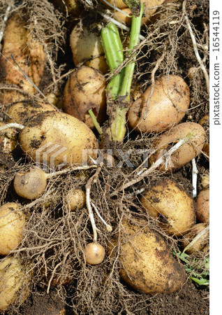 土豆（紅豆）的收穫 16544119
