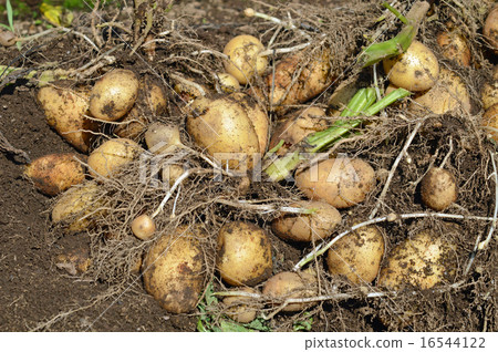 Harvest of potatoes (red bean) Harvest of potatoes (red bean) 16544122