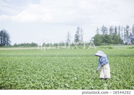 農業女孩 農業女孩 16544282