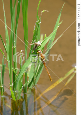 蜻蜓Akiakane 蜻蜓Akiakane 16544481