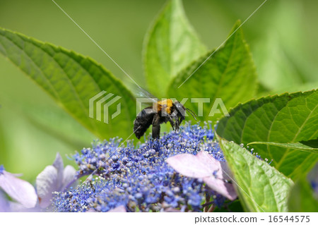 Carpenter bee Carpenter bee 16544575