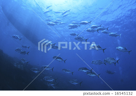 Cebu diving 16545132